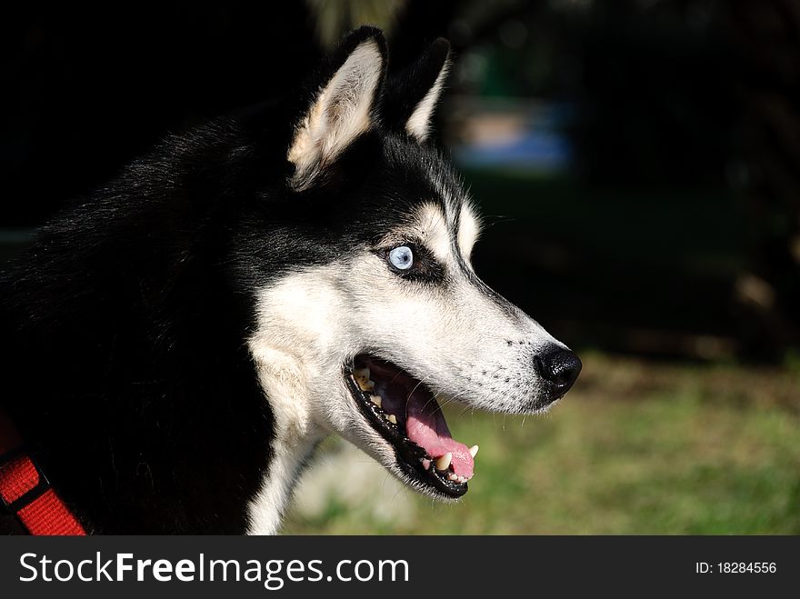 Close up of a puppy Husky with eyes of ice. Close up of a puppy Husky with eyes of ice