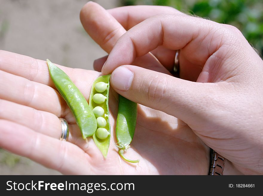 Fresh green peas in hand