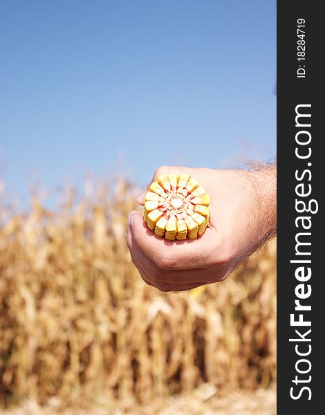 Corn in front of field,holding by man