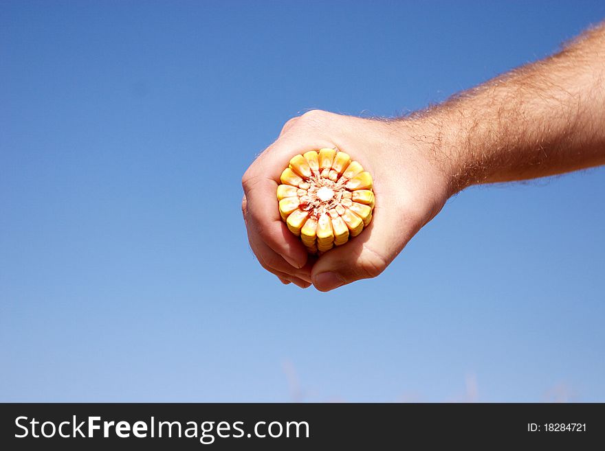 Man holds a corn in hand