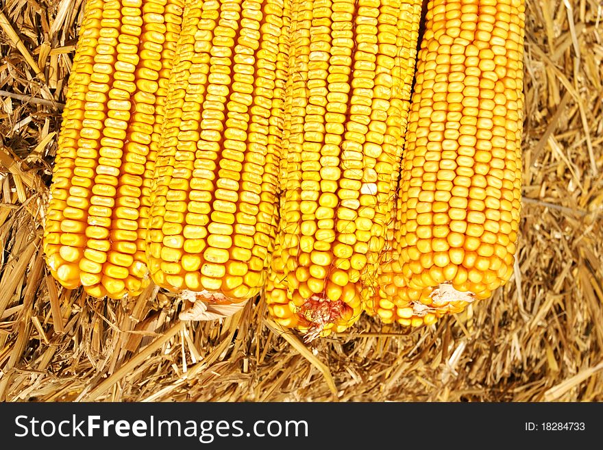 Colorful,fresh corn in straw