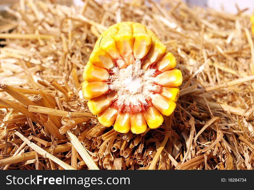 Section of corn in straw
