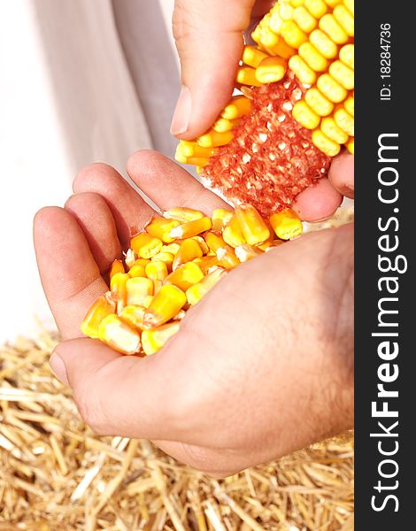 Husking corn in men's hand