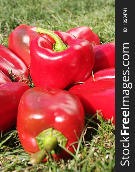 Colorful red pepper in close-ups