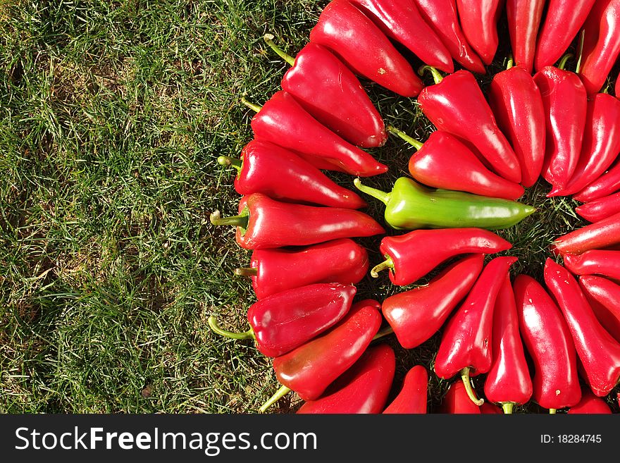 Colorful pepper arranged in a circle