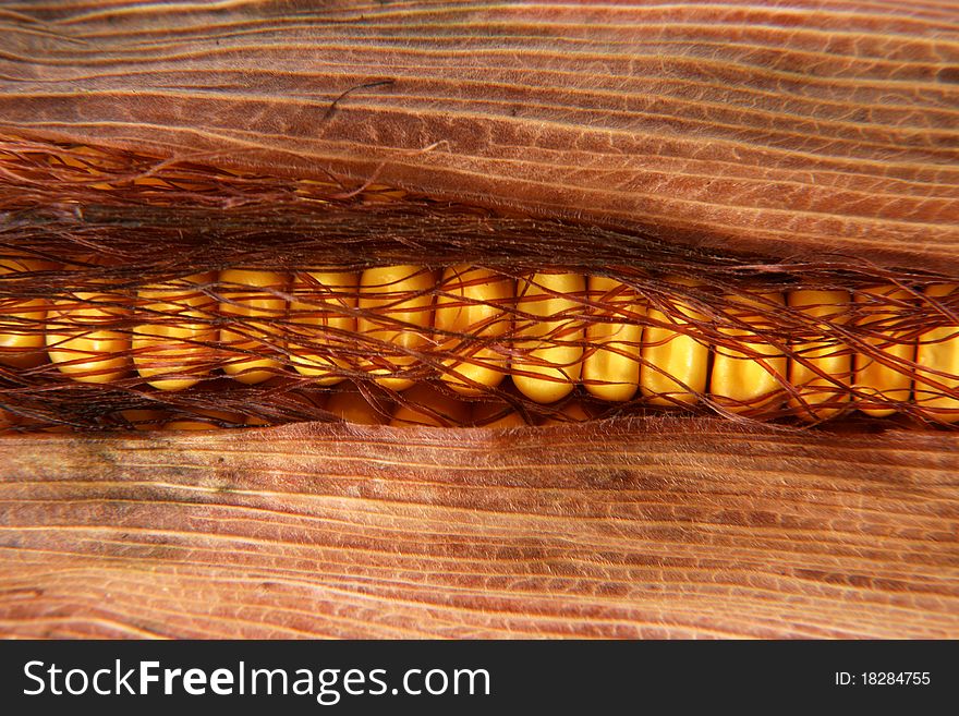 Fresh corn in close-ups