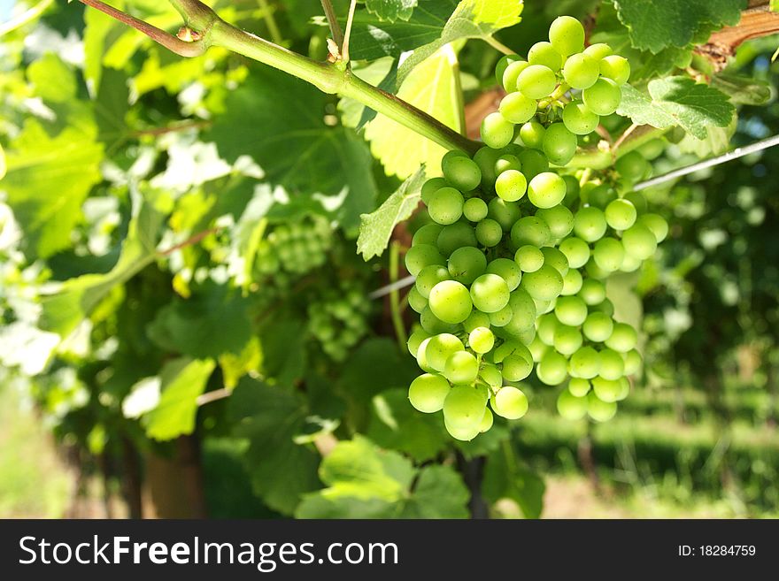 Colorful immature grapes in close-ups