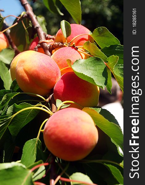 Fresh peaches on a branch