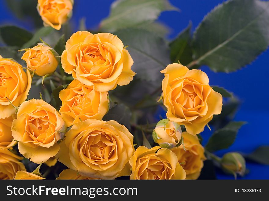 Beautiful yellow roses on a blue background
