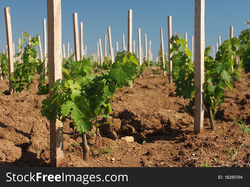 Young vineyard in close-ups
