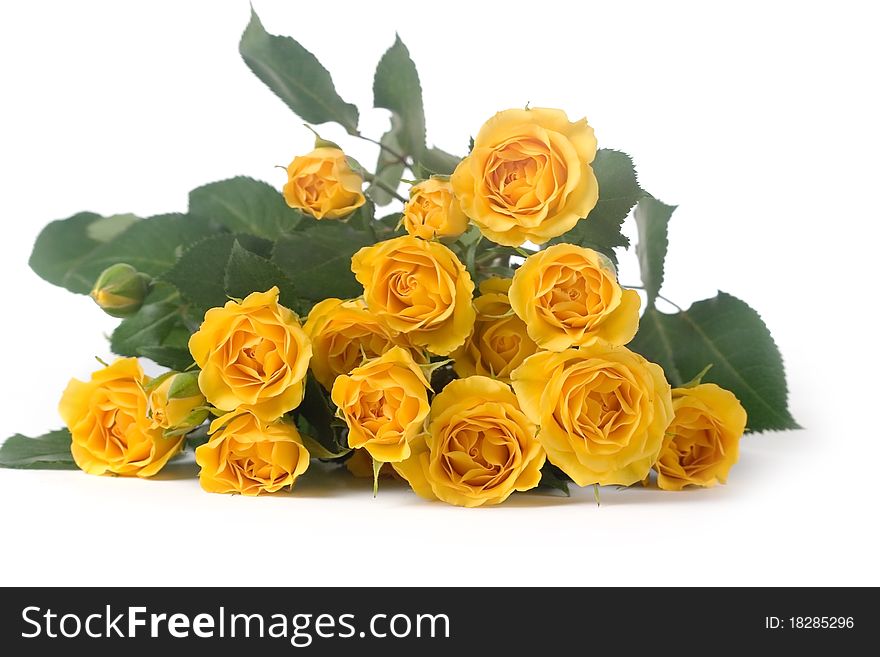 Beautiful yellow roses isolated on white background
