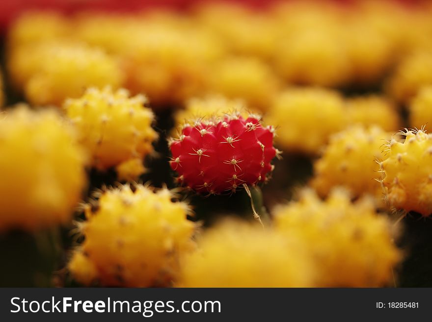 Grafted red cactus plant in between many grafted yellow cactus plants. Grafted red cactus plant in between many grafted yellow cactus plants