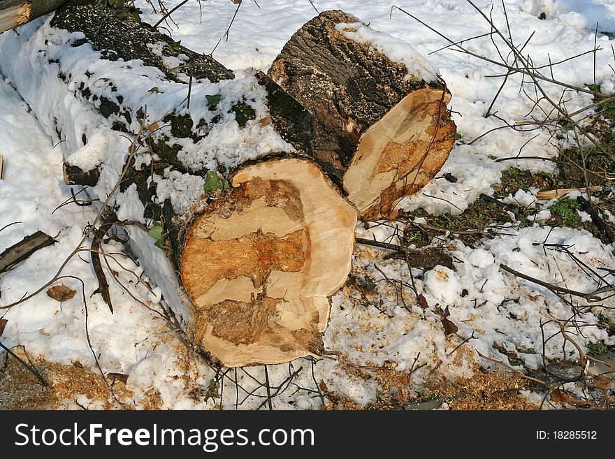Cut tree. Tree log. Tree under snow.