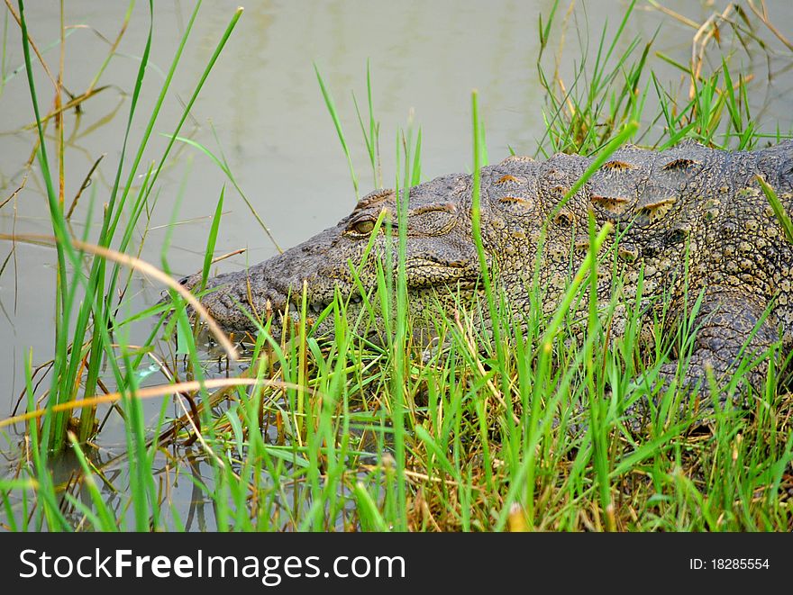 Sri Lankan Crocodile Resting On Bank