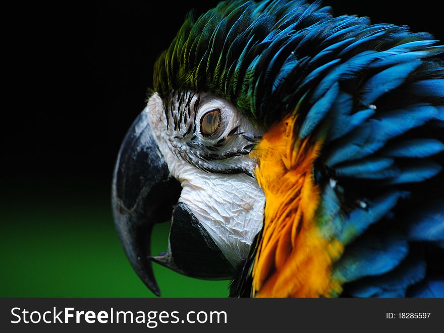 Macaw's Eyelids being closed