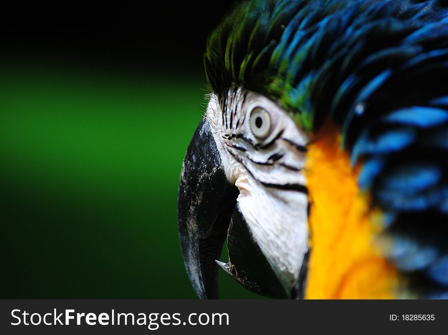 Close up of a Macaw's Beak with dark green background