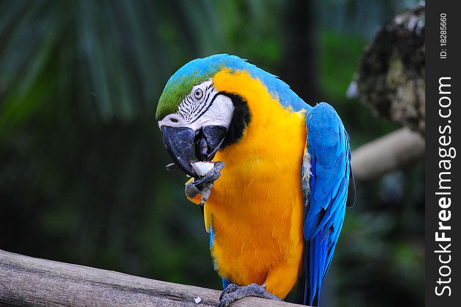 Macaw Licking