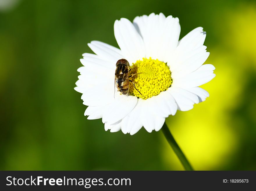 A fly resting on a daisy in spring. A fly resting on a daisy in spring.