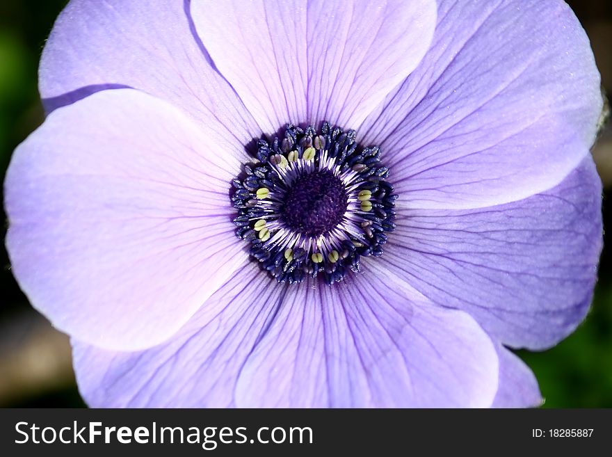Close up of the purple Anemone flower in bloom. Close up of the purple Anemone flower in bloom.