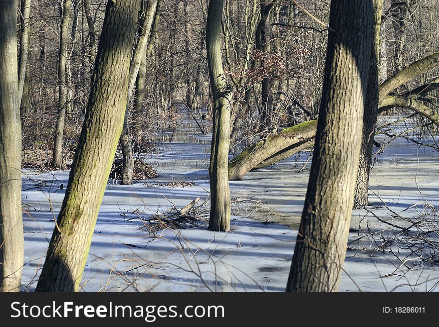 Photo of as forest in the ice. Photo of as forest in the ice