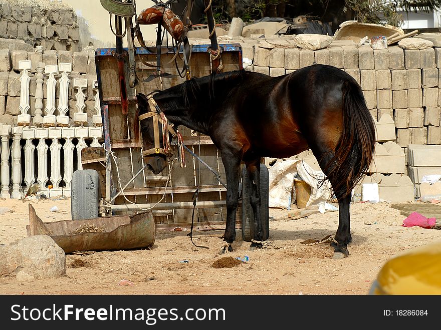 Horse in the city of Dakar