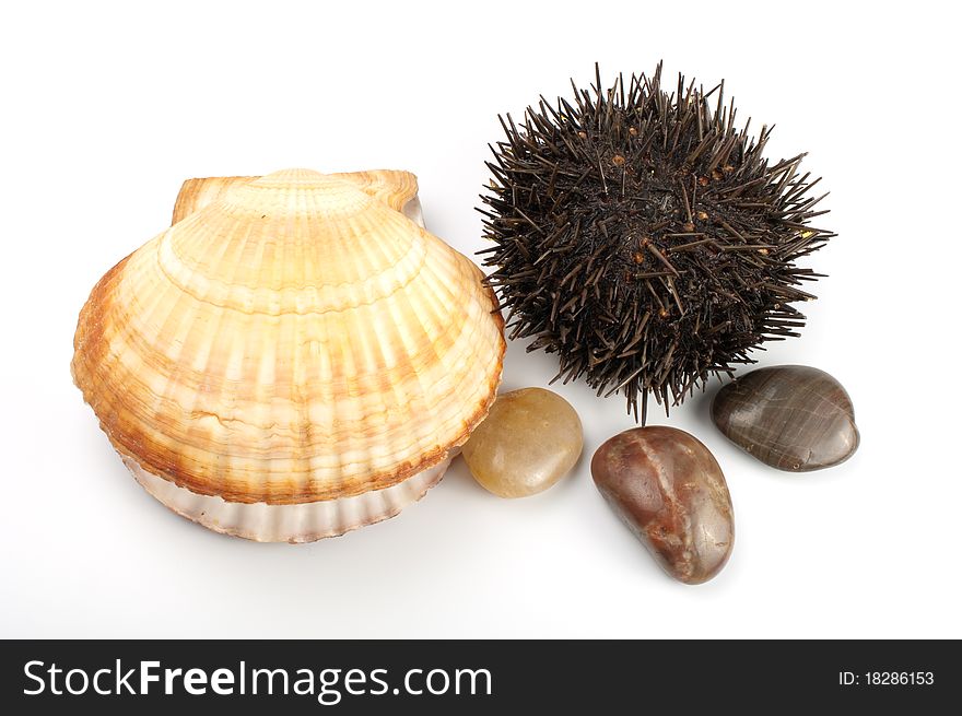 Seashell,stones, sea-urchin on white background