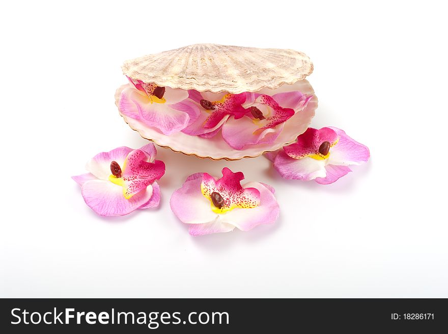 Orchid and scallop isolated on white background