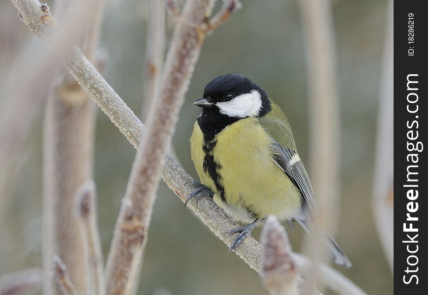 The great tit is a distinctive bird, with white cheeks and black head and neck. The great tit is a distinctive bird, with white cheeks and black head and neck.