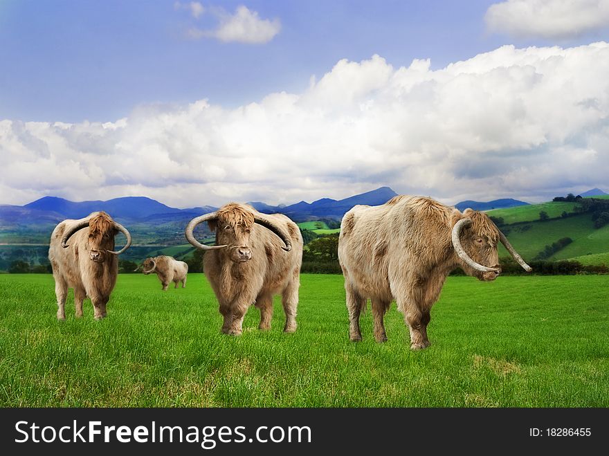 Highland Cattle in a beautiful green pasture