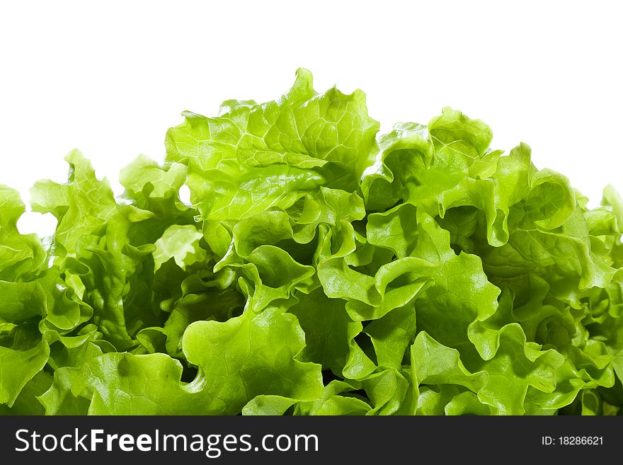 Lettuce salad on white background