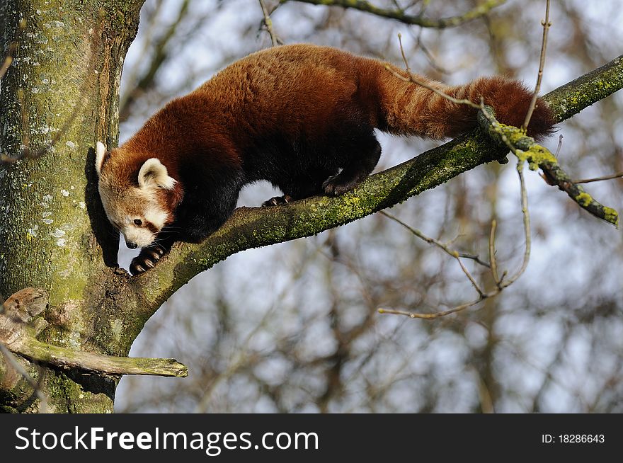 The red panda is also called shining cat and lives in Himalaya. The red panda is also called shining cat and lives in Himalaya.