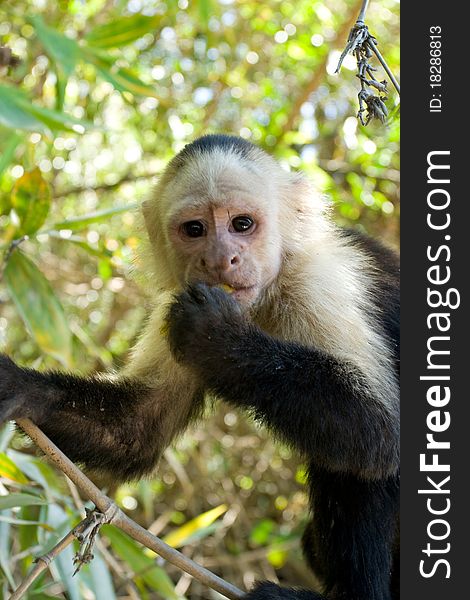 Capuchin Monkey