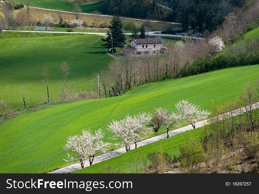 Country road with trees in bloom in spring. Country road with trees in bloom in spring