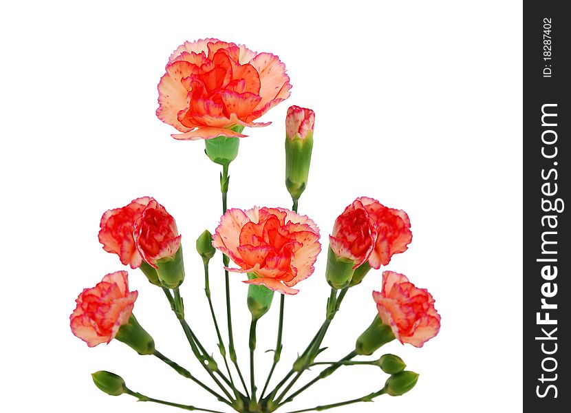 Carnation flower, isolated on white