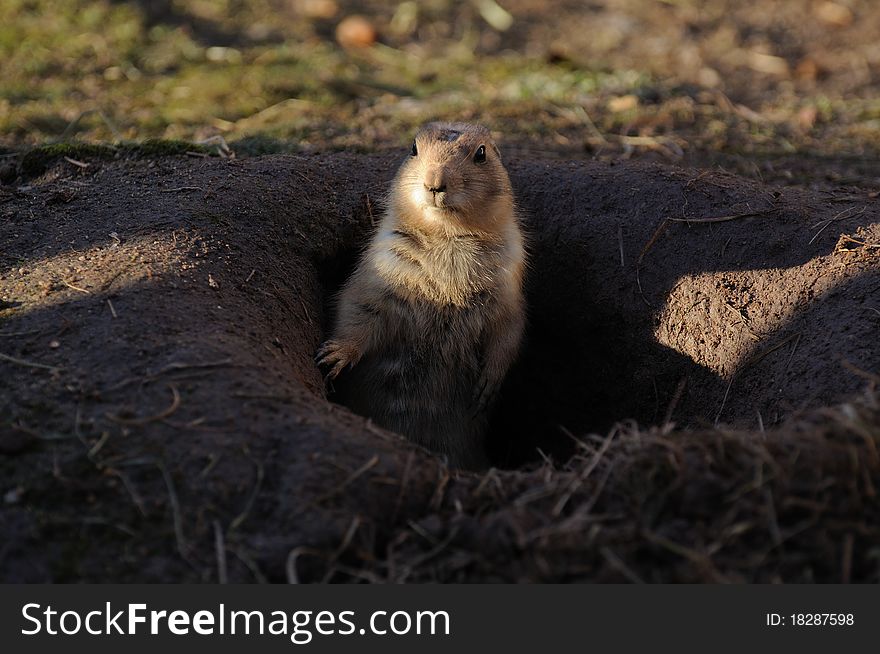 Prairie dogs (Cynomys)