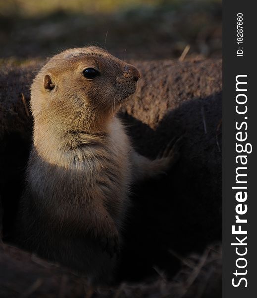 The prairie dog is living in the grasslands of North America. The prairie dog is living in the grasslands of North America