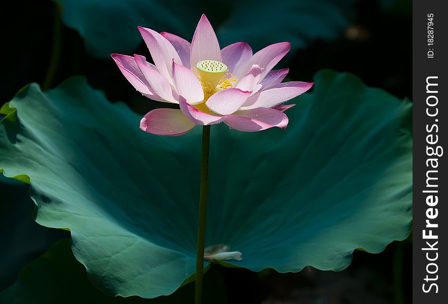 Pink lotus flower blooming at summer