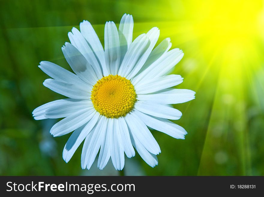 Beautiful white daisy with yellow centre in green grass. Beautiful white daisy with yellow centre in green grass