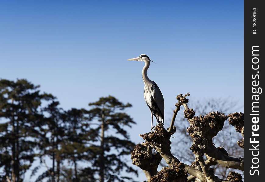 Great heron on a tree