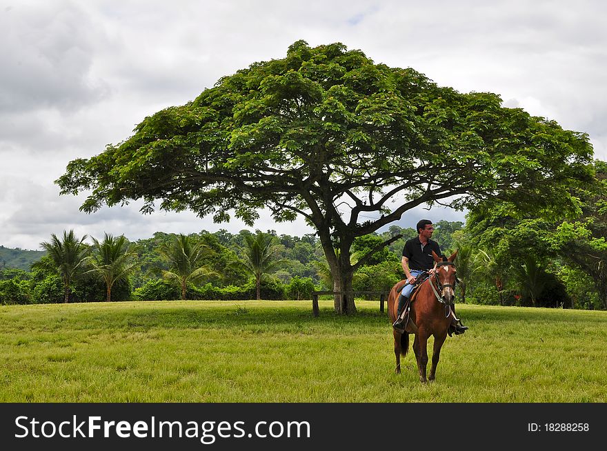 A man on horseback in a meadow