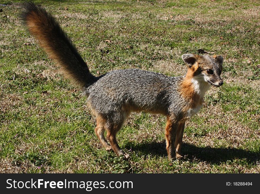 Gray Fox Taxidermy