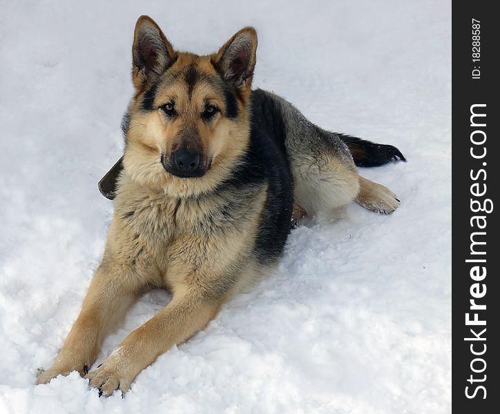 The big dog of breed a German shepherd lying on snow close up. The big dog of breed a German shepherd lying on snow close up