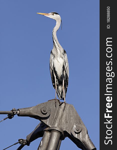 Great Heron on a metal post