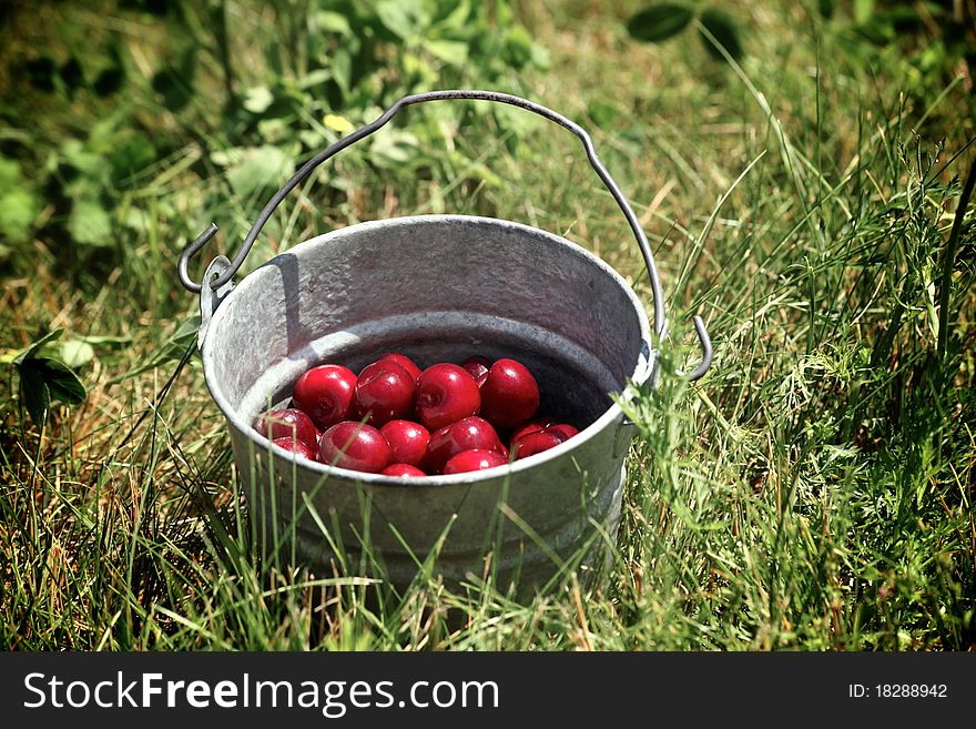 Bucket Of Cherries