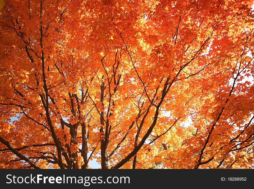 Autumn Tree Colors Back Lit By The Sun. Autumn Tree Colors Back Lit By The Sun