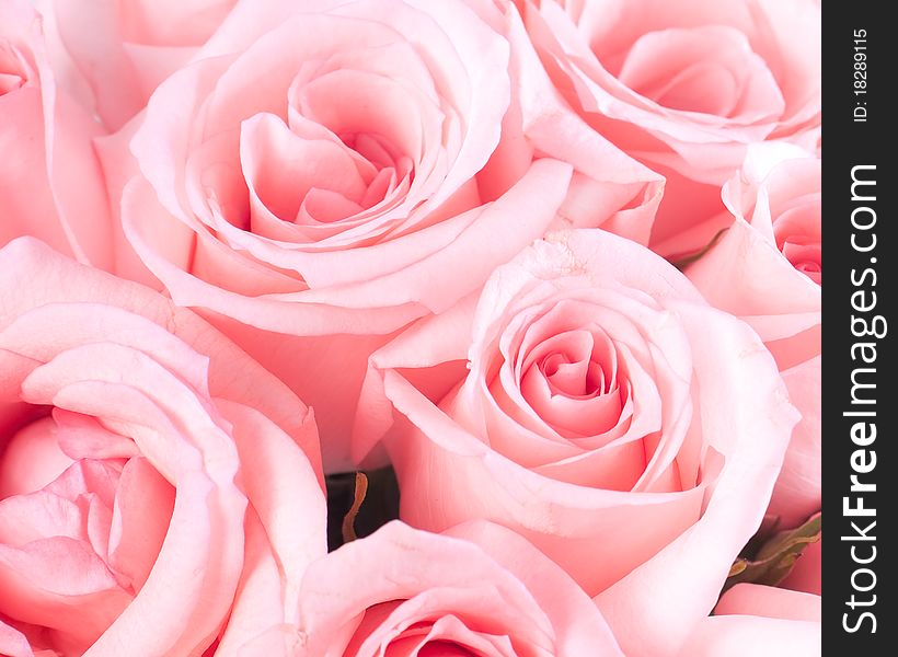Soft and beautiful Pink roses