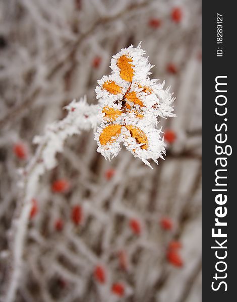 Yellow berry leaves covered in ice