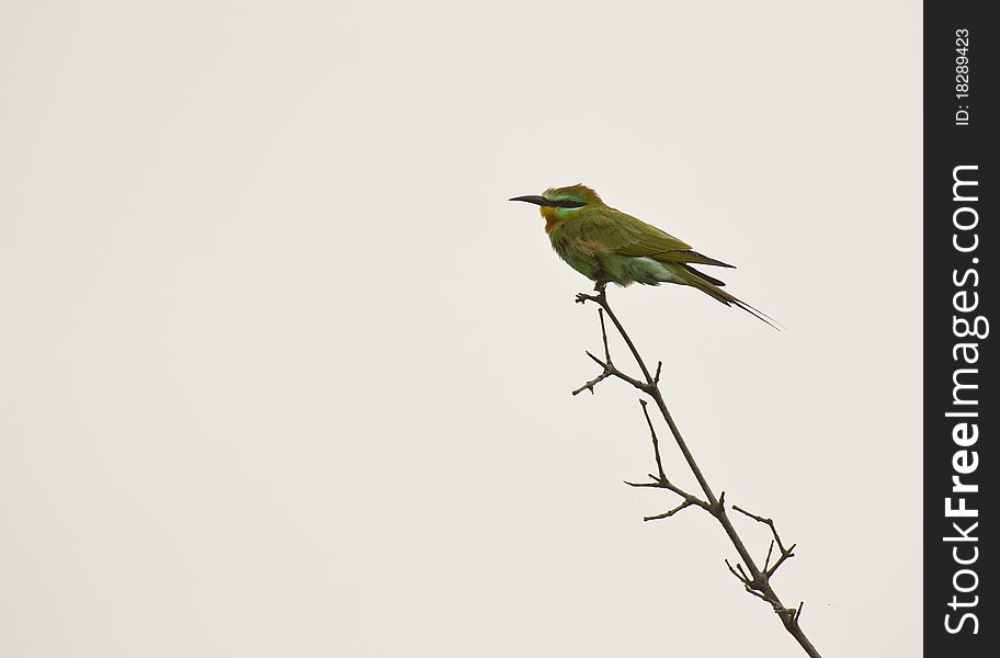 A Blue-cheeked Bee-eater balances on a thin twig as most Bee-eaters like to do. A Blue-cheeked Bee-eater balances on a thin twig as most Bee-eaters like to do.