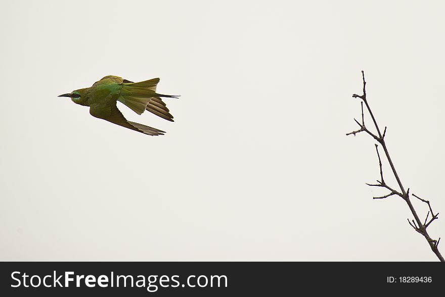 A Blue-cheeked Bee-eater Taking Off