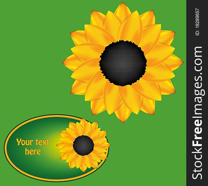 Sunflower  on the green background and sunflower label. Sunflower  on the green background and sunflower label